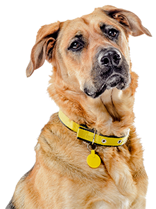 Close up of a dog in a Dogs Trust collar